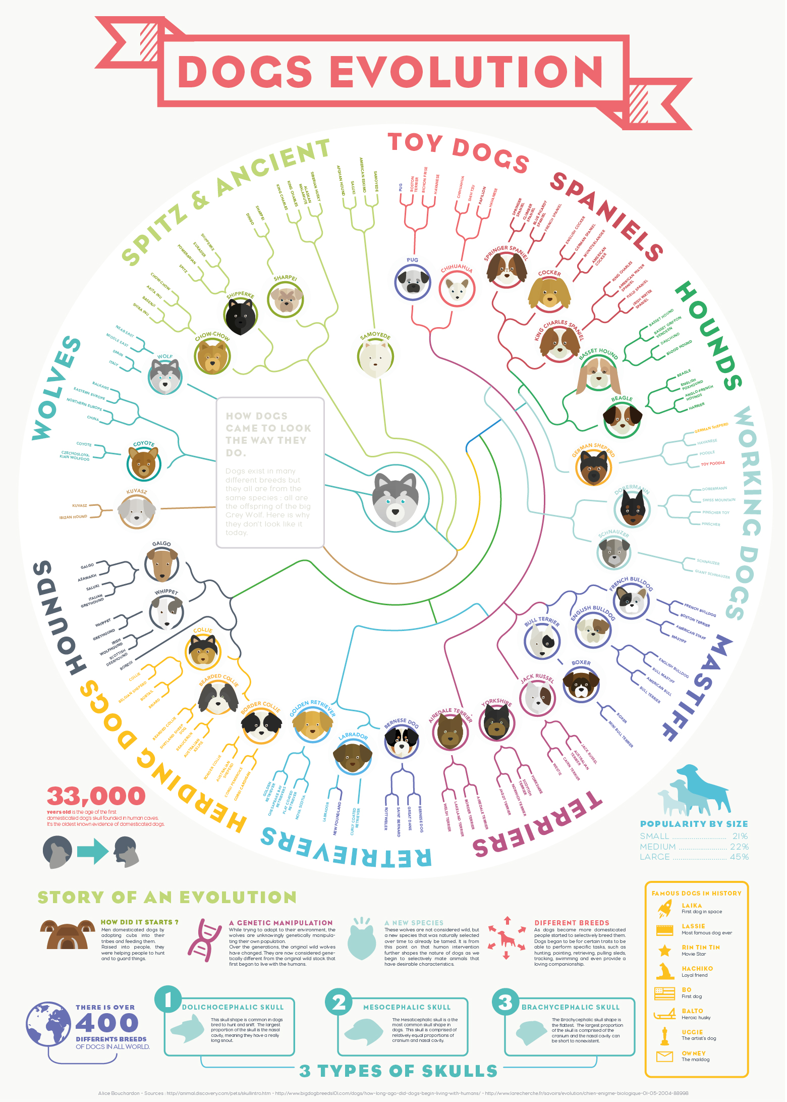 Dogs Evolution Infographic Best Infographics