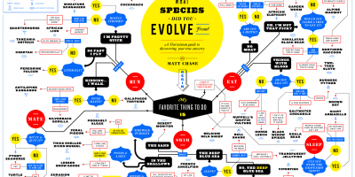 What Species Did You Evolve From? Infographic