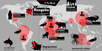 Deadliest Animals In the World {Infographic}