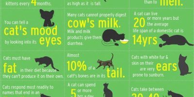 Strange Facts About Cats {Infographic}