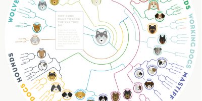 Dogs Evolution Infographic