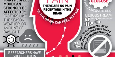 Amazing Facts About the Brain {Infographic}
