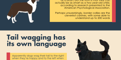 10 Things You Didn’t Know About Dogs {Infographic}