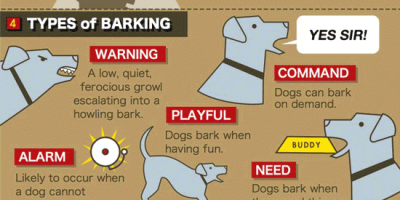 7 Facts About Dog Bark {Infographic}
