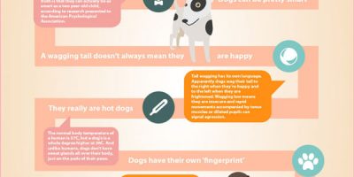 Funny Facts About Dogs {Infographic}