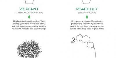 Which Indoor Plant Is Right For You? {Infographic}