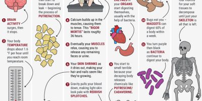 What Happens To Your Body After You Die {Infographic}