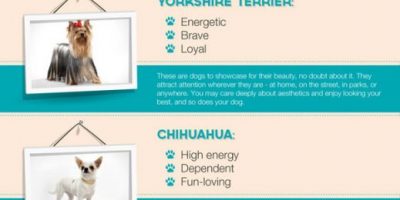 What Does Your Pet Say About You? {Infographic}