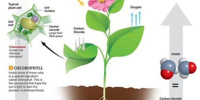Photosynthesis Explained {Infographic}
