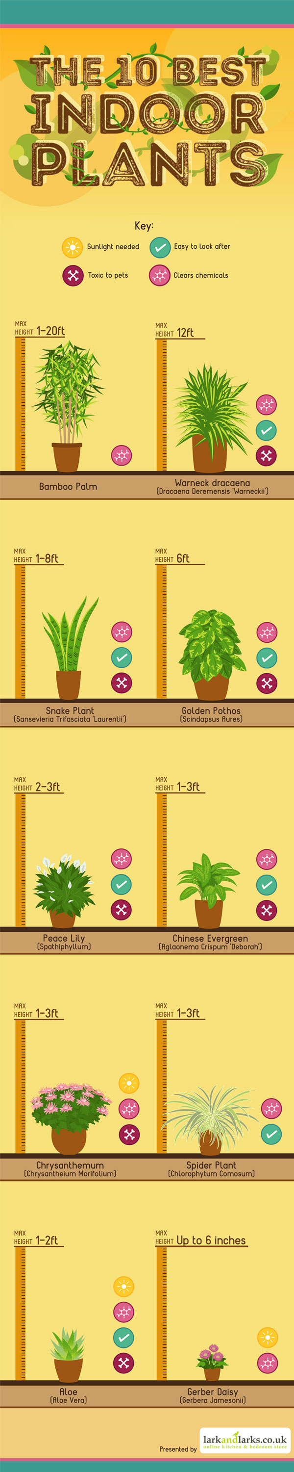 Indoor-Plants