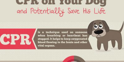 How to Perform CPR on Your Dog {Infographic}