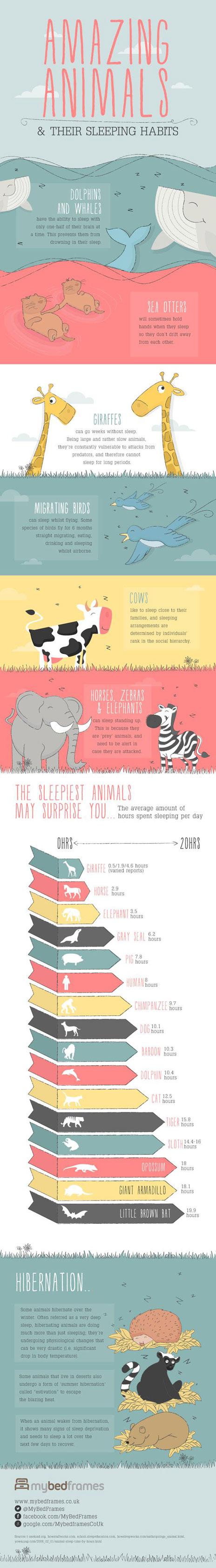 animals-sleep