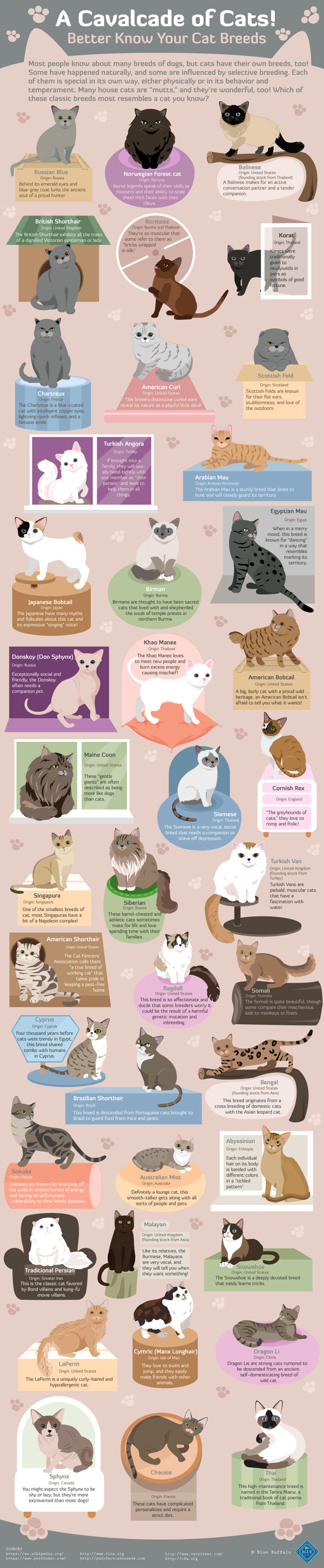 infographic-cavalcade-of-cats