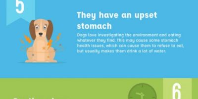 10 Reasons Why Your Dog Wonâ€™t Eat {Infographic}