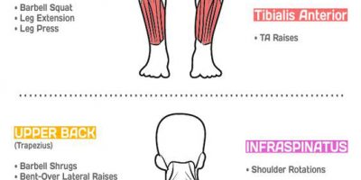 Best Exercises To Target Each Muscle Group {Infographic}