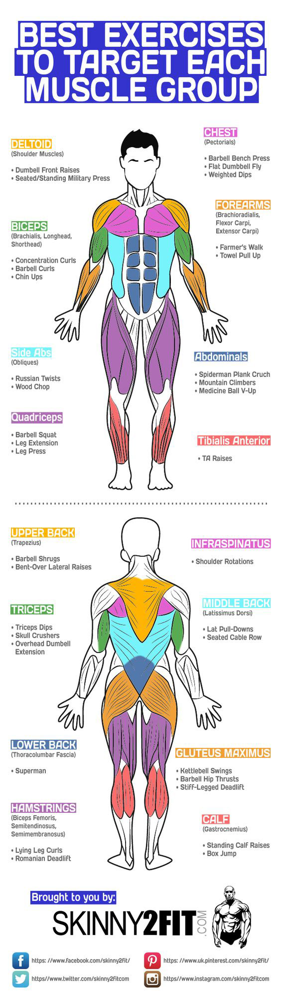 Best-Exercises-To-Target-Each-Muscle-Group