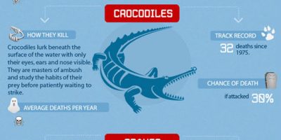 What Can Kill You In Australia [Infographic]