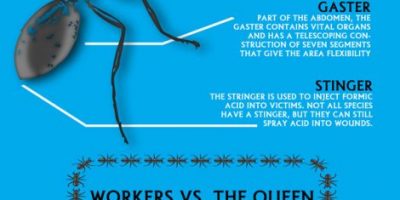 The Life of a Fire Ant [Infographic]