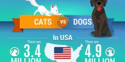 Why Pet Shelters Need Your Support [Infographic]