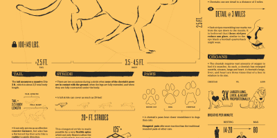 All About Cheetahs [Animated Infographic]