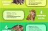 Cat Growth Chart Infographic - Best Infographics