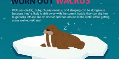 How Do Animals Sleep? {Infographic}