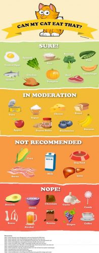 Can My Cat Eat That? [Infographic] - Best Infographics