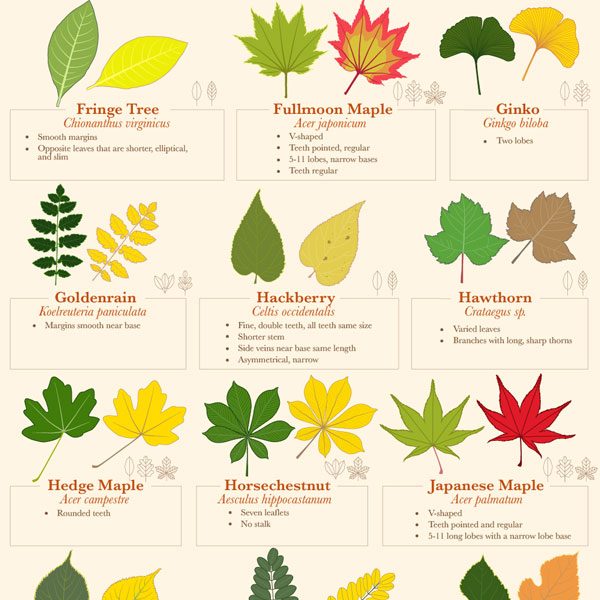 Fall Leaf Identification Guide - Best Infographics