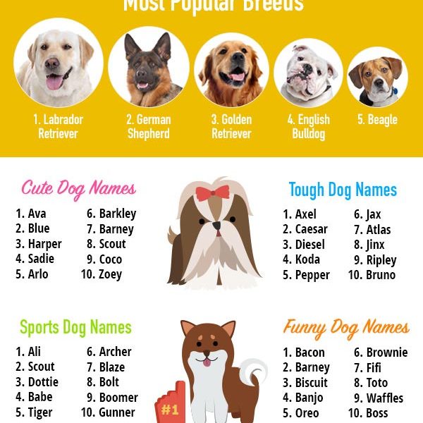 Top Dog Names of This Year [Infographic] - Best Infographics