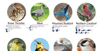Birds of the United States [Infographic]