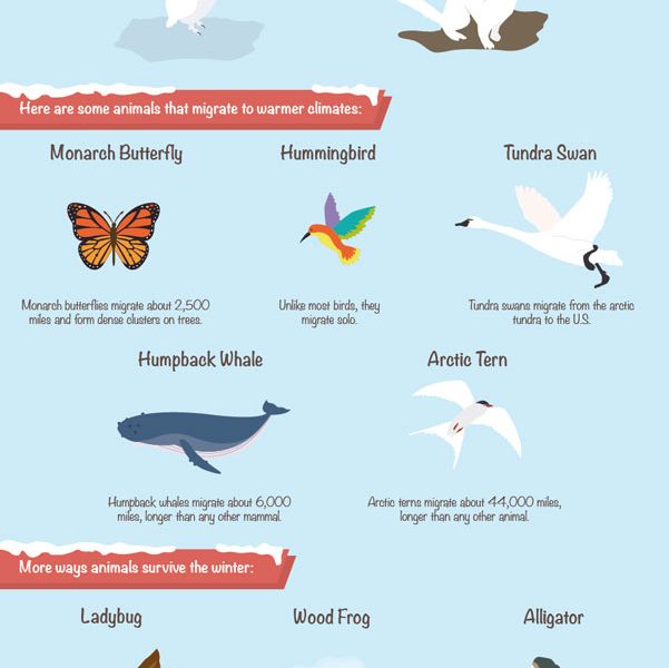 How 34 Different Animals Survive Through Winter - Best Infographics