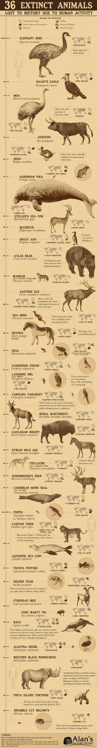 36 Extinct Animals Due to Human Activity - Best Infographics