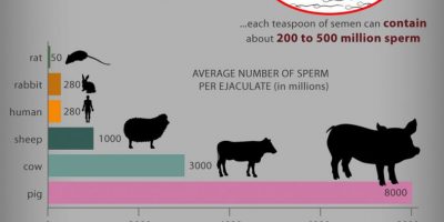 Interesting Facts About Semen