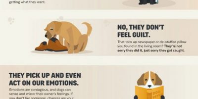 The Psychology of Dogs [Infographic]
