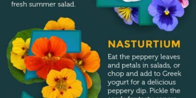 Top 10 Edible Flowers [Infographic]