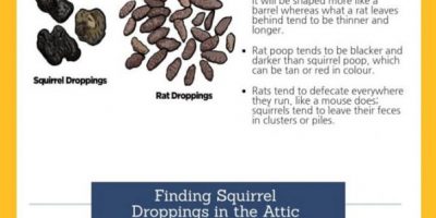 What You Need to Know About Squirrel Droppings?