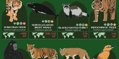 32 Endangered Species Ranked by Population [Infographic]