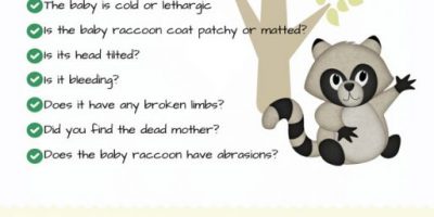 What To Do If You Found a Baby Raccoon?