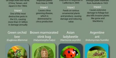 24 Invasive Insect Species in North America