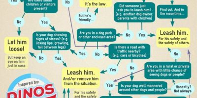 Should You Leash Your Dog? [Infographic]