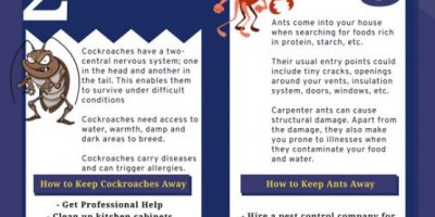 6 Most Common Pests In Toronto [Infographic]