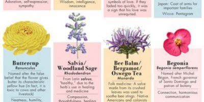 The Etymology of Flowers [Infographic]