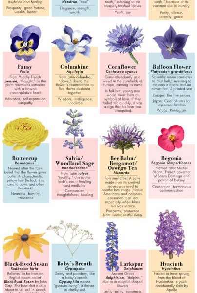 The Etymology of Flowers [Infographic] - Best Infographics