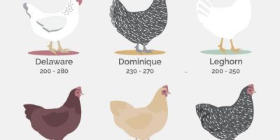 12 Best Egg Laying Chickens [Infographic]