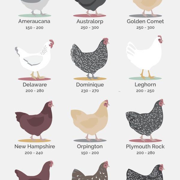 Best Laying Hen Breed Chart