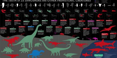 Teeth of Dinosaurs & Prehistoric Creatures
