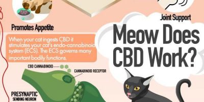 Benefits of CBD Products for Cats [Infographic]