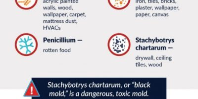Types of Dangerous Mold In Your Home