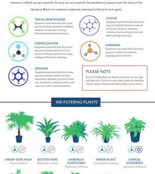 The NASA Guide to Air Filtering Houseplants - Best Infographics