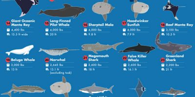 75 Largest Underwater Species [Infographic]